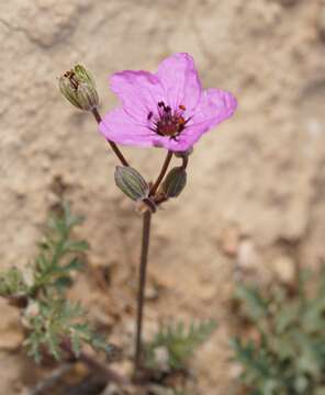 Imagem de Erodium crassifolium (Forsk.) L'Hér.