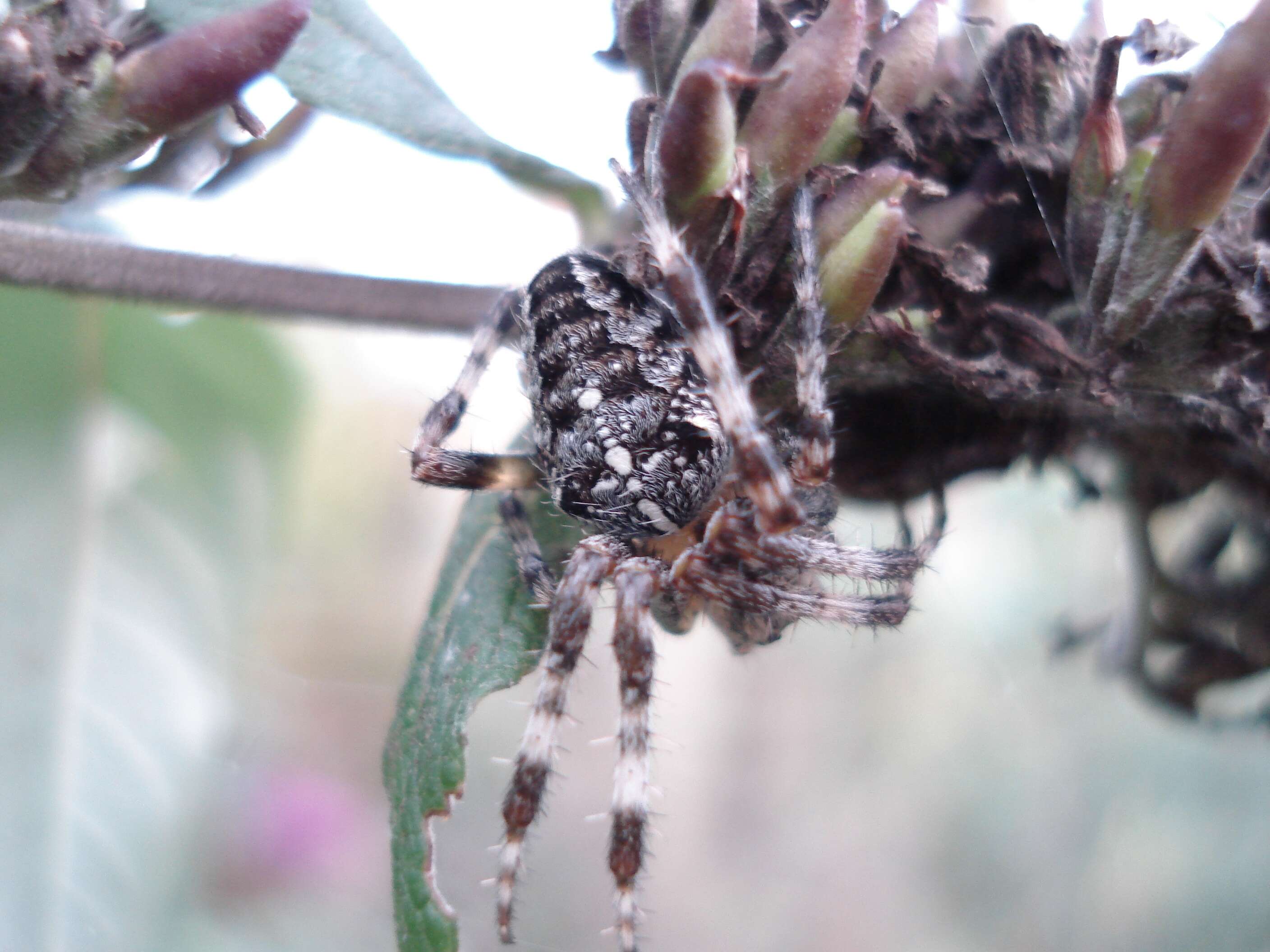 Image of Garden spider