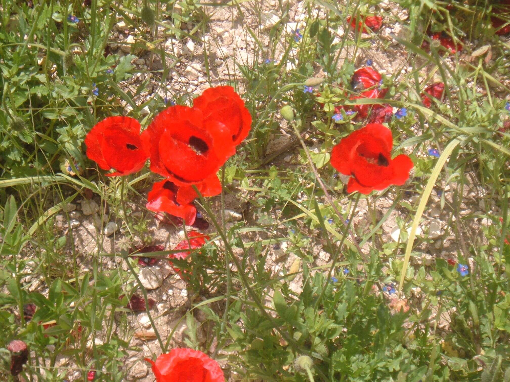 Image of corn poppy