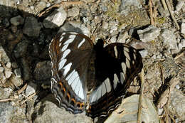 Image of poplar admiral