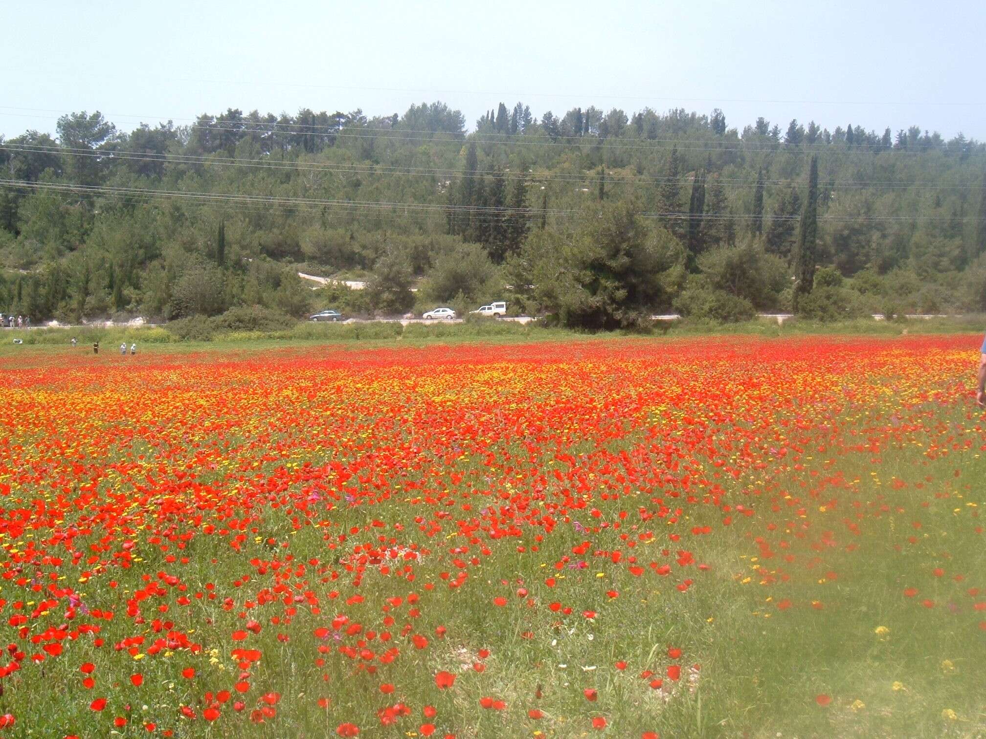 Image of corn poppy