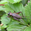 Image of wood-cricket