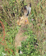 Image of brown hare, european hare