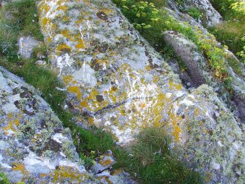 Image of orange wall lichen