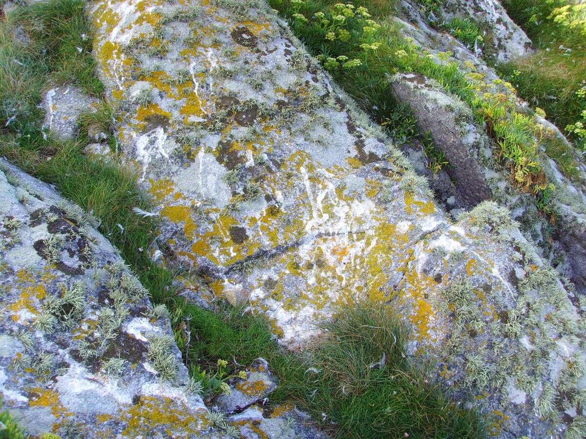 Image of orange wall lichen