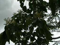 Sivun Oreopanax guatemalensis (Lem. ex Bosse) Decne. & Planch. ex Witte kuva