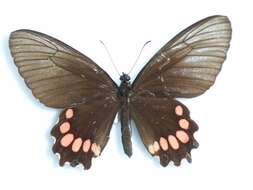 Parides panthonus (Cramer (1780)) resmi