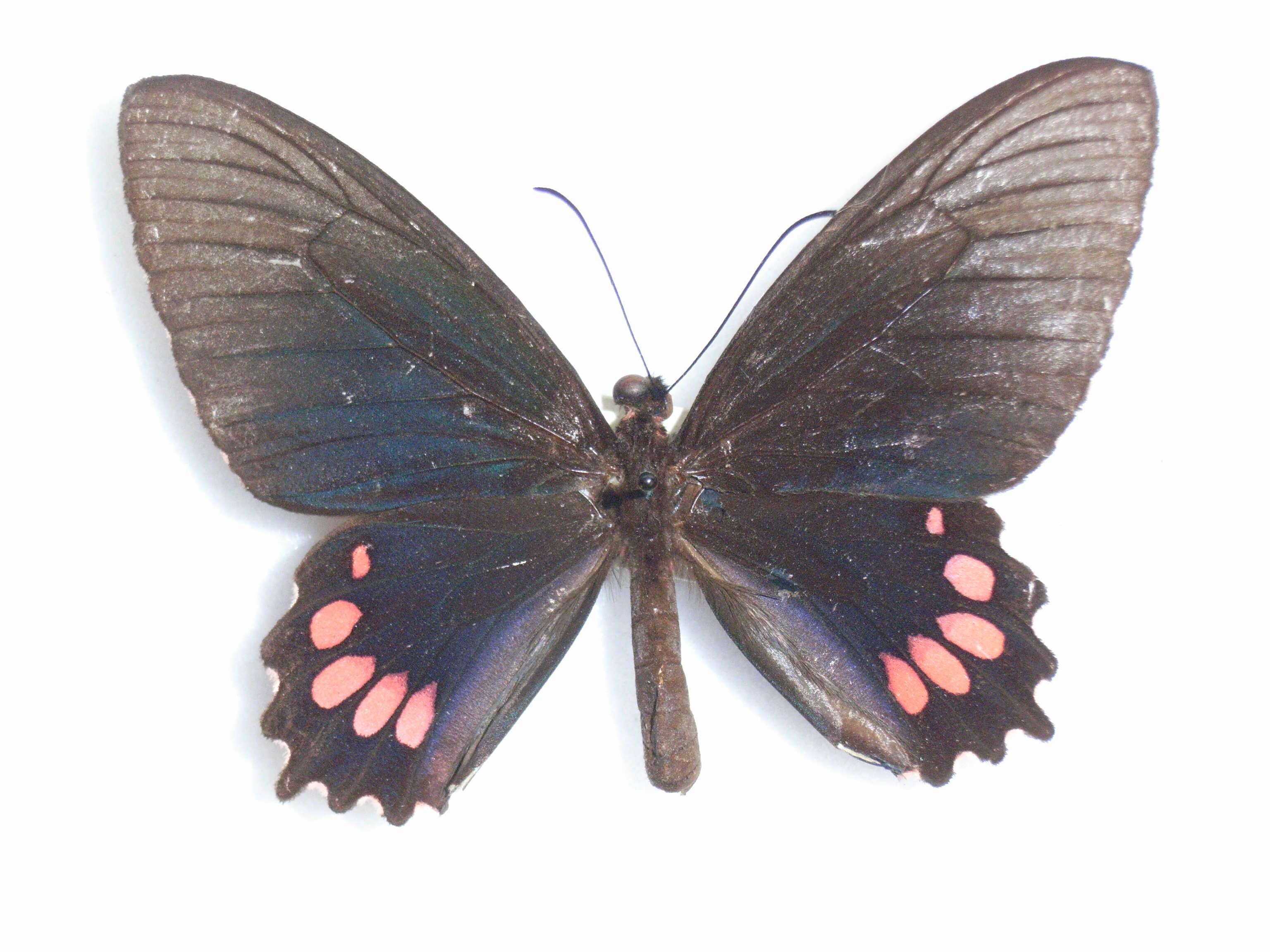 Sivun Parides panthonus (Cramer (1780)) kuva