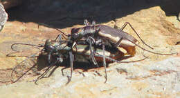 Image of Cobblestone Tiger Beetle