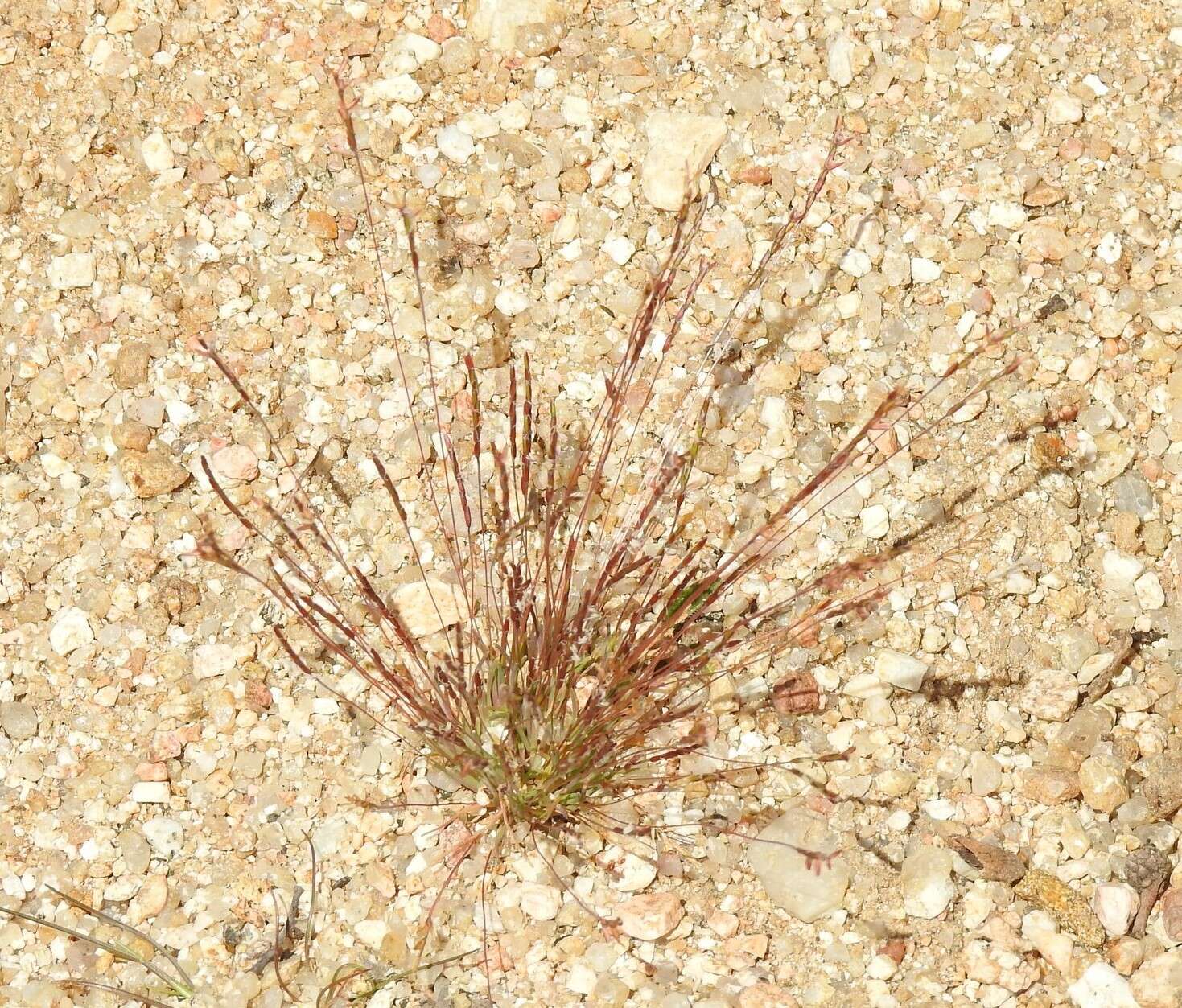 Image of early sand-grass