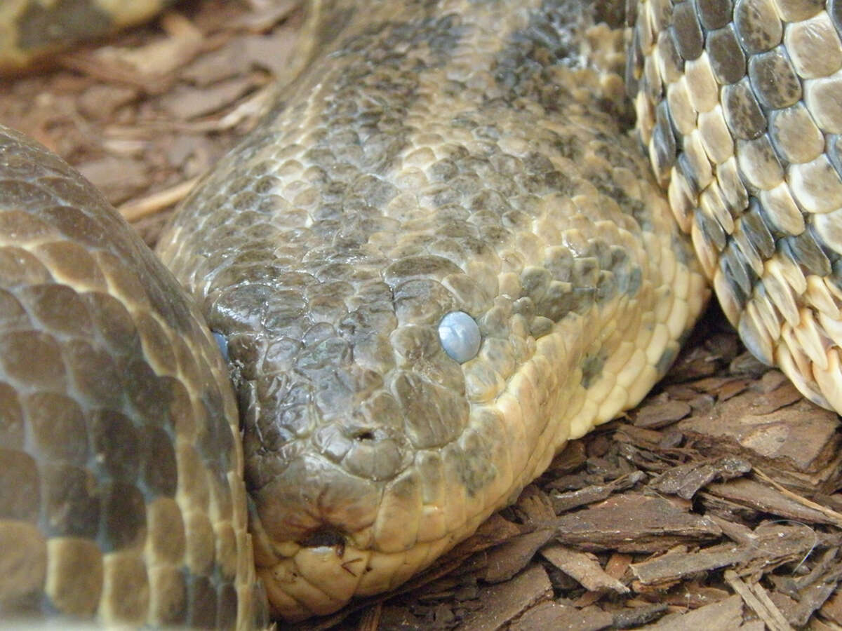 Image de Anaconda du Paraguay