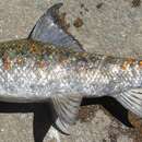 Image of Orange River Mudfish