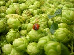 Image of common hop