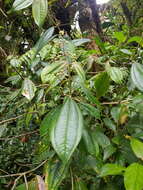 Image of Miconia cuspidatissima Pittier