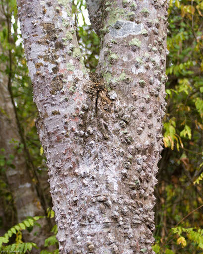 Image of Zanthoxylum rhetsa (Roxb.) DC.