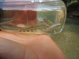 Imagem de Etheostoma blennioides Rafinesque 1819