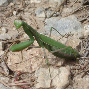 Image of Mantis