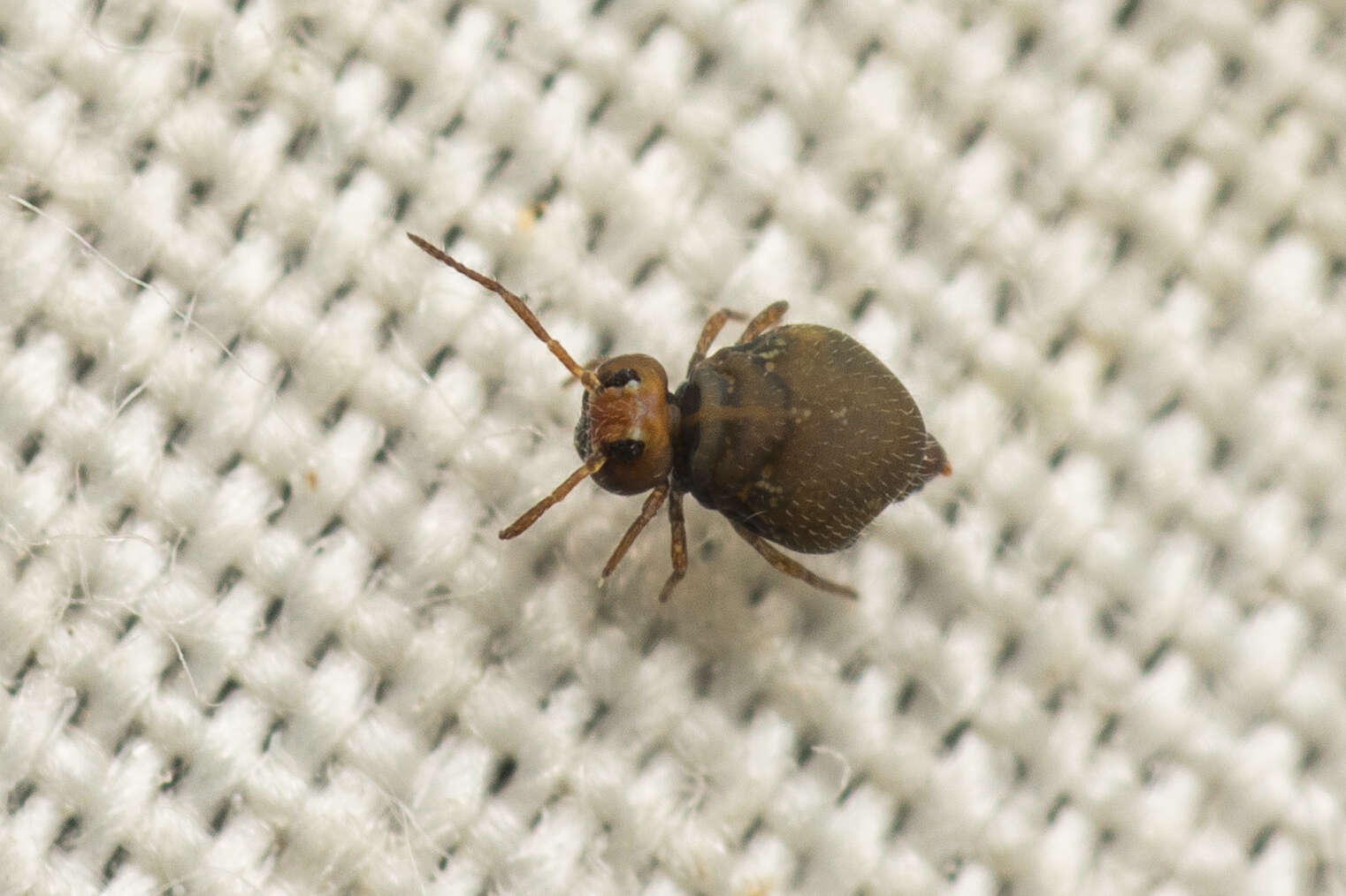 Image of Garden Springtail