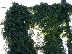 Image of common hop