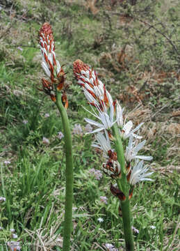 Image of Asphodelus macrocarpus subsp. macrocarpus