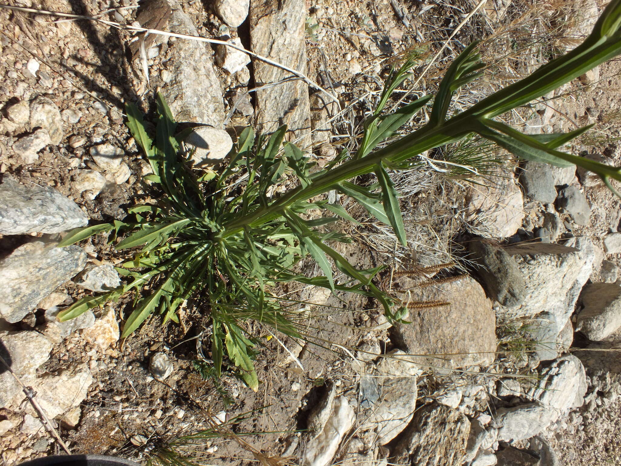 Image of Thurber's Sneezeweed