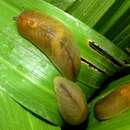 Image of Leaf-veined slug