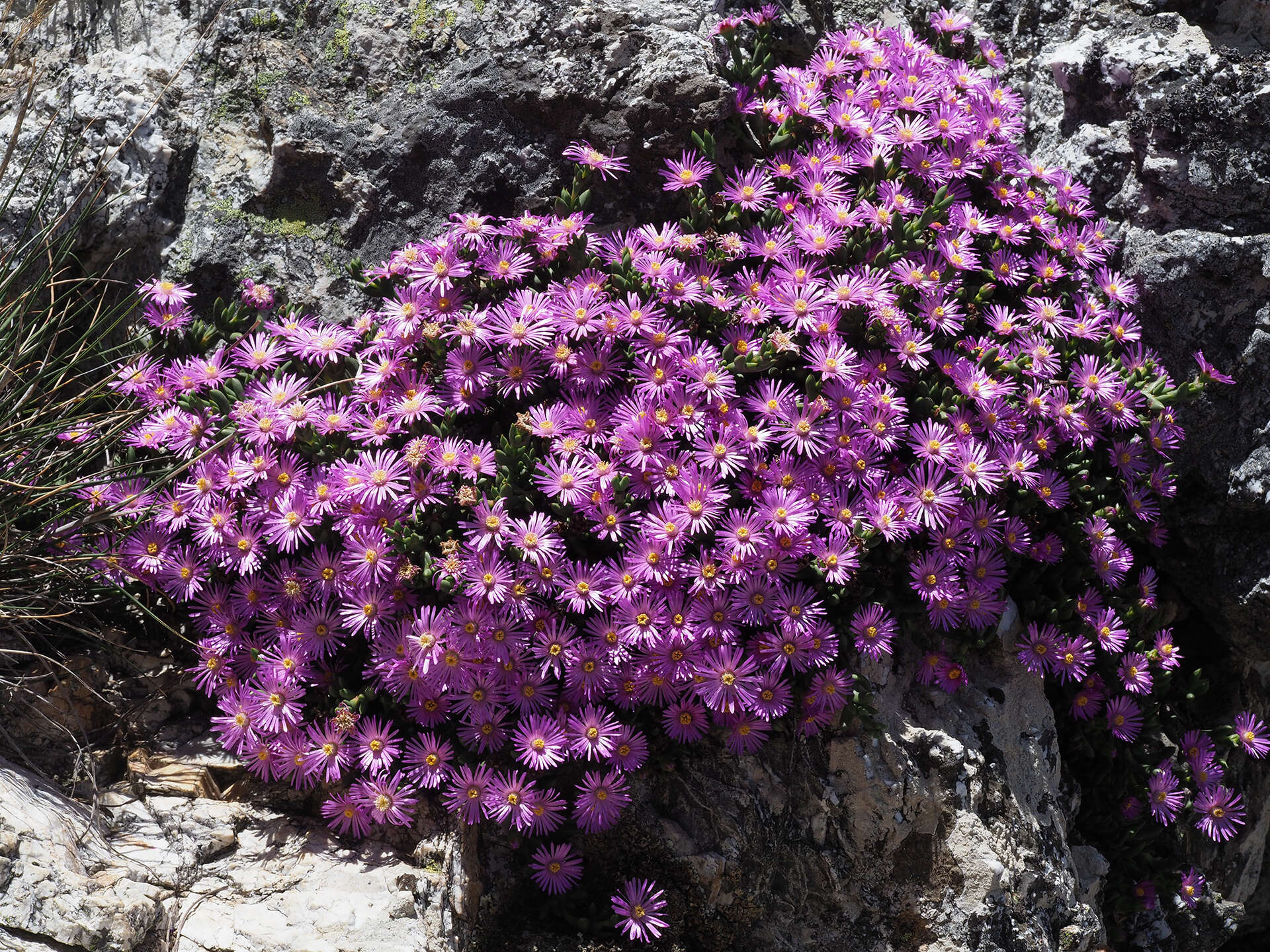 Image of Esterhuysenia alpina L. Bol.
