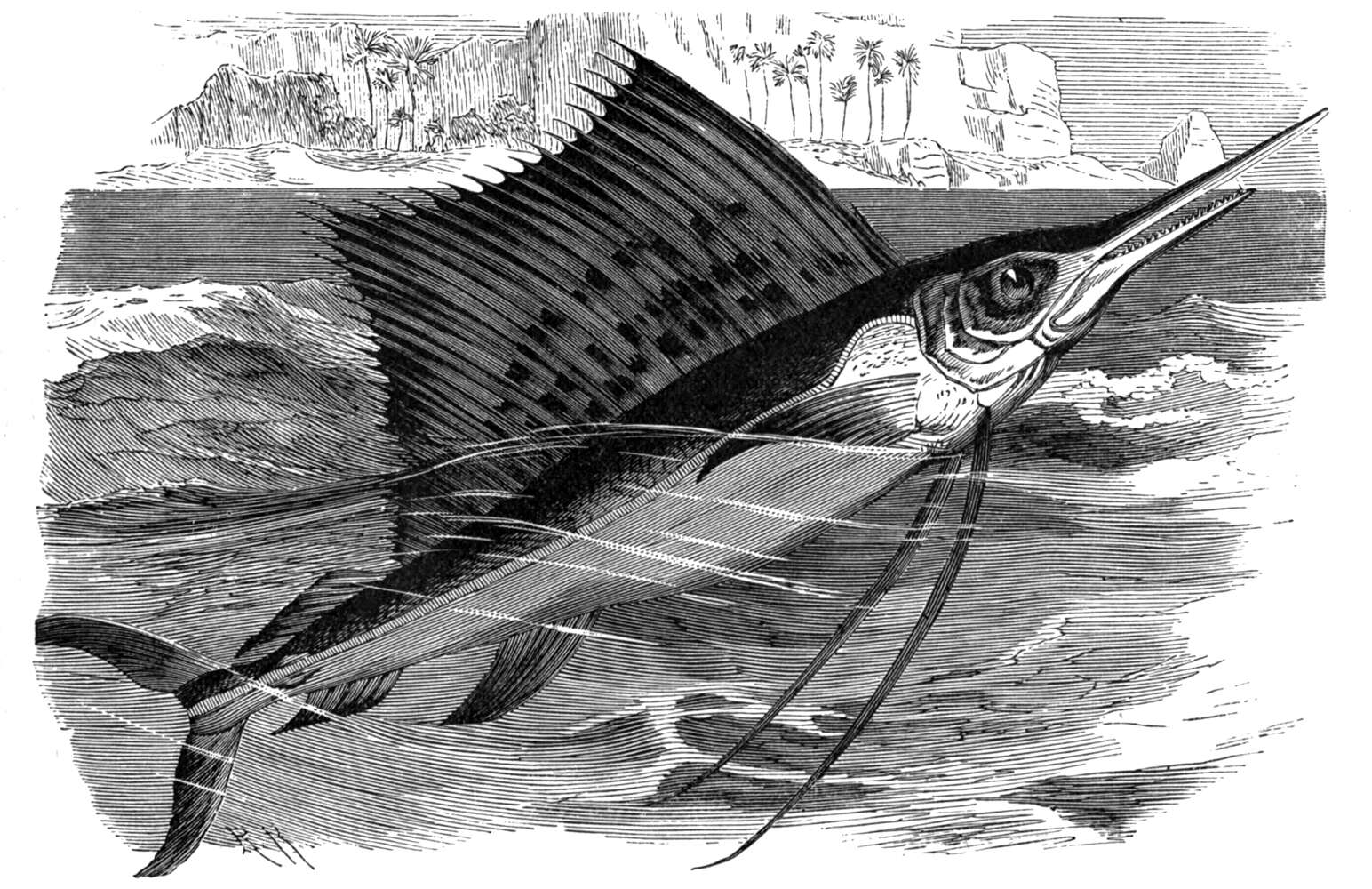 Image of Indo-Pacific sailfish