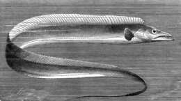 Image of Trichiuridae