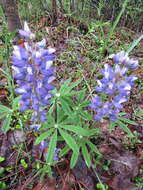 Image of arctic lupine