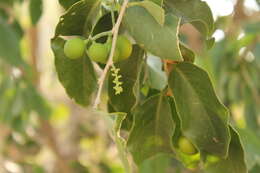 Image of Agonandra brasiliensis Benth. & Hook. fil.