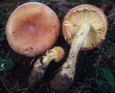 Image of Salmon amanita