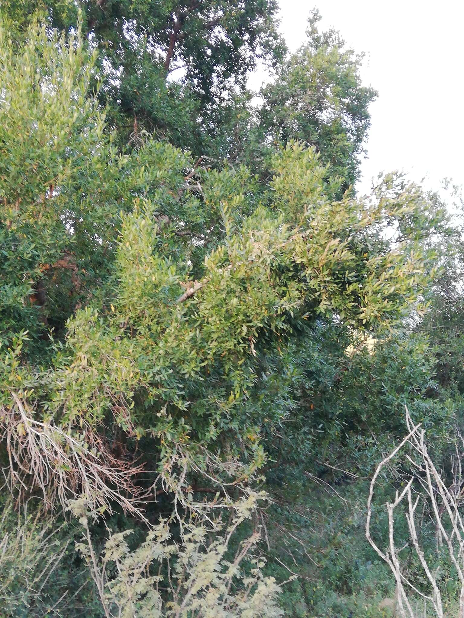 Image of Combretum caffrum (Eckl. & Zeyh.) Kuntze