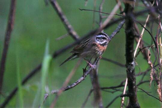 Emberiza tristrami Swinhoe 1870的圖片