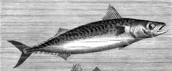 Image of Atlantic Mackerel