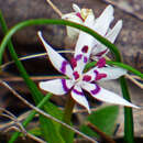 صورة Wurmbea dioica subsp. dioica