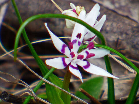 Image of Wurmbea dioica subsp. dioica