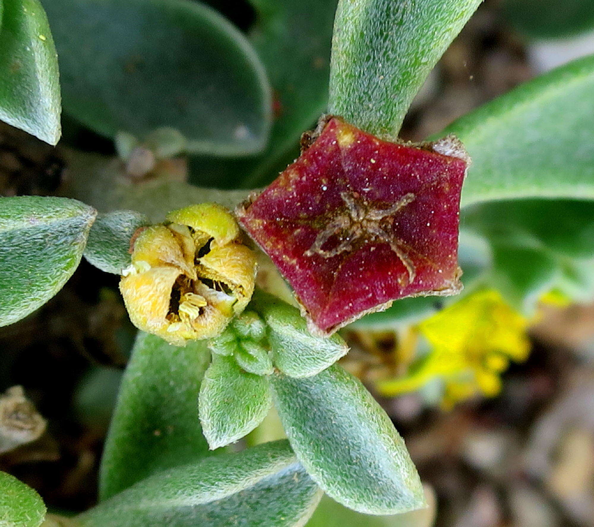 Image of Aizoon rigidum L. fil.