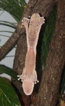 Image of Henkel’s flat-tailed gecko