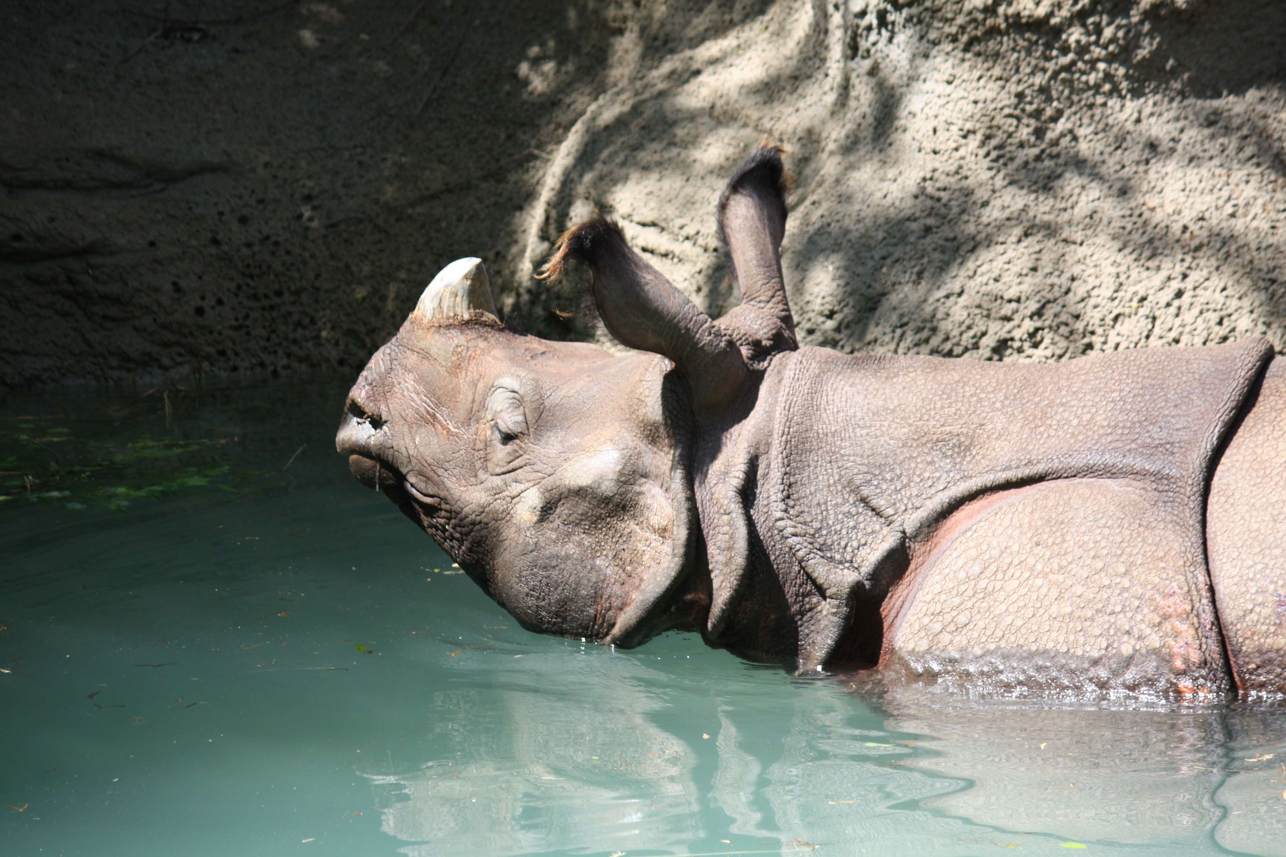 Image of Indian Rhinoceros