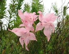 Image of Gladiolus virgatus Goldblatt & J. C. Manning