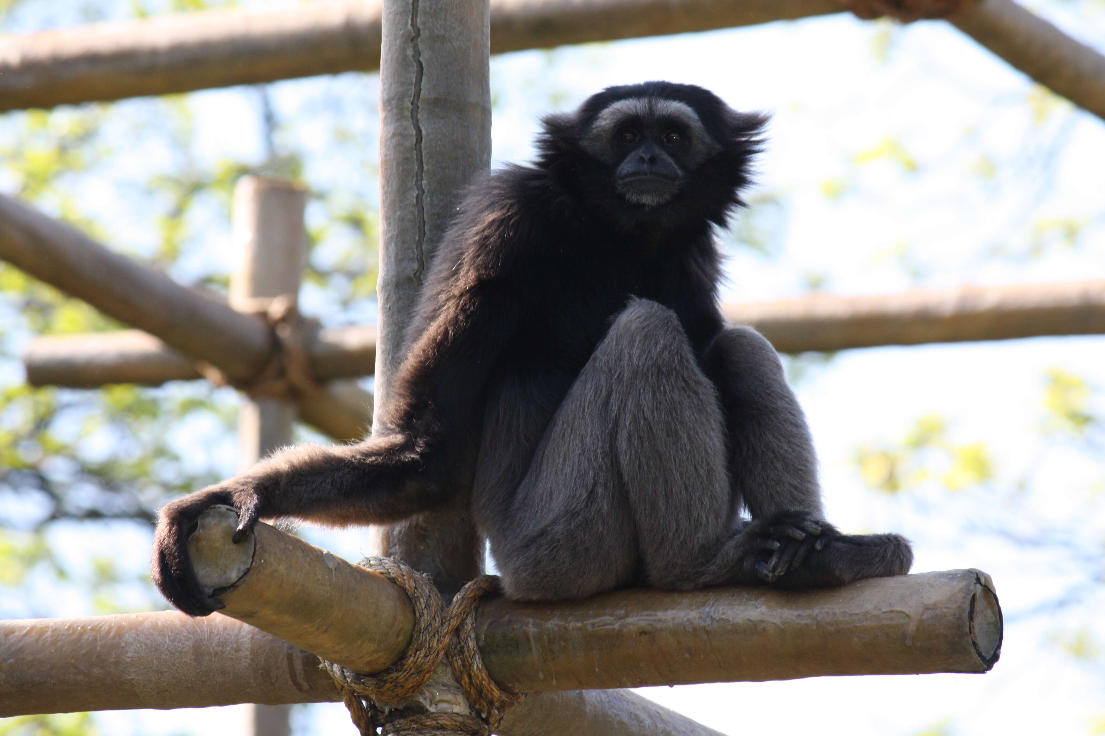 Image of Bornean Gibbon