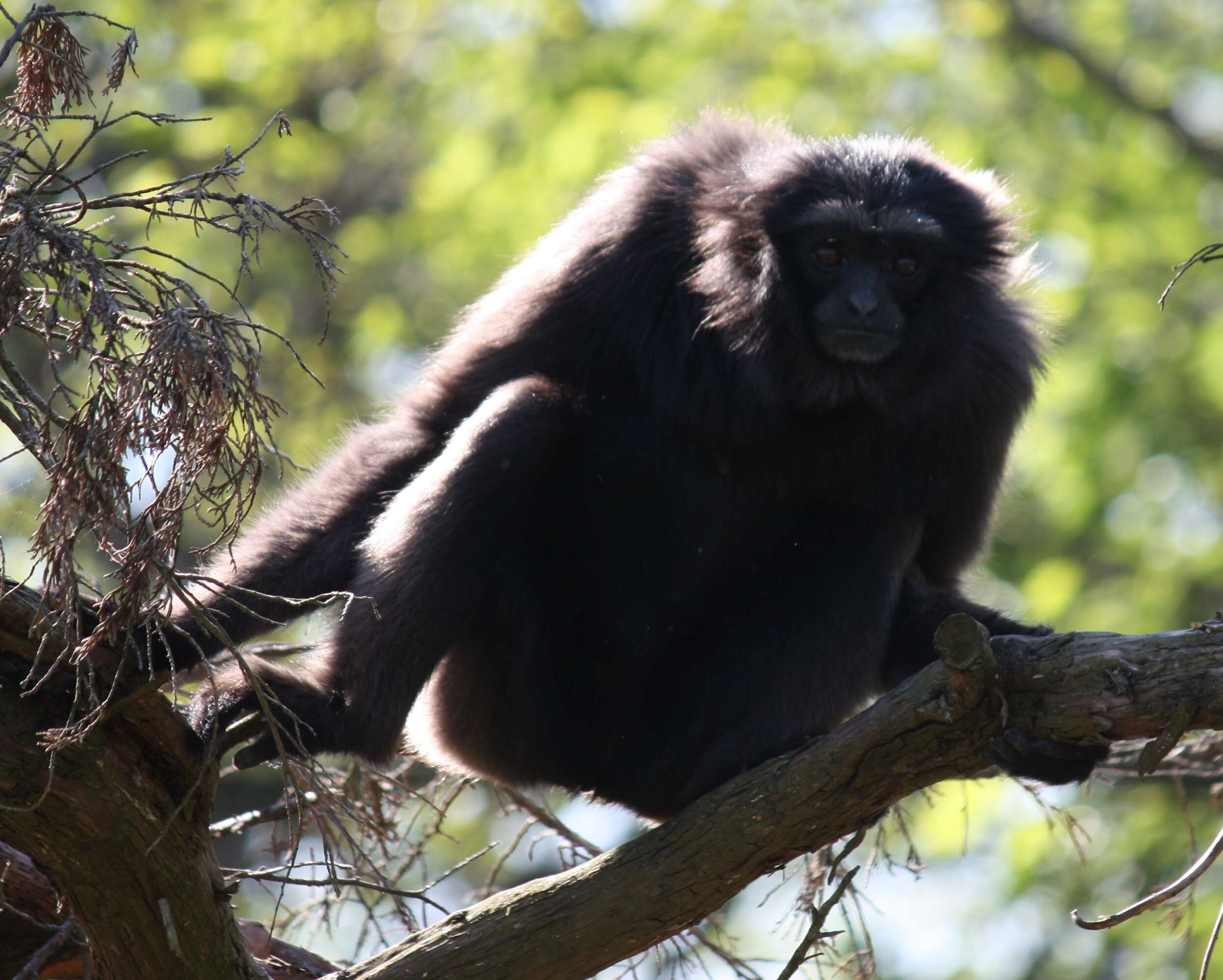 Image of Bornean Gibbon