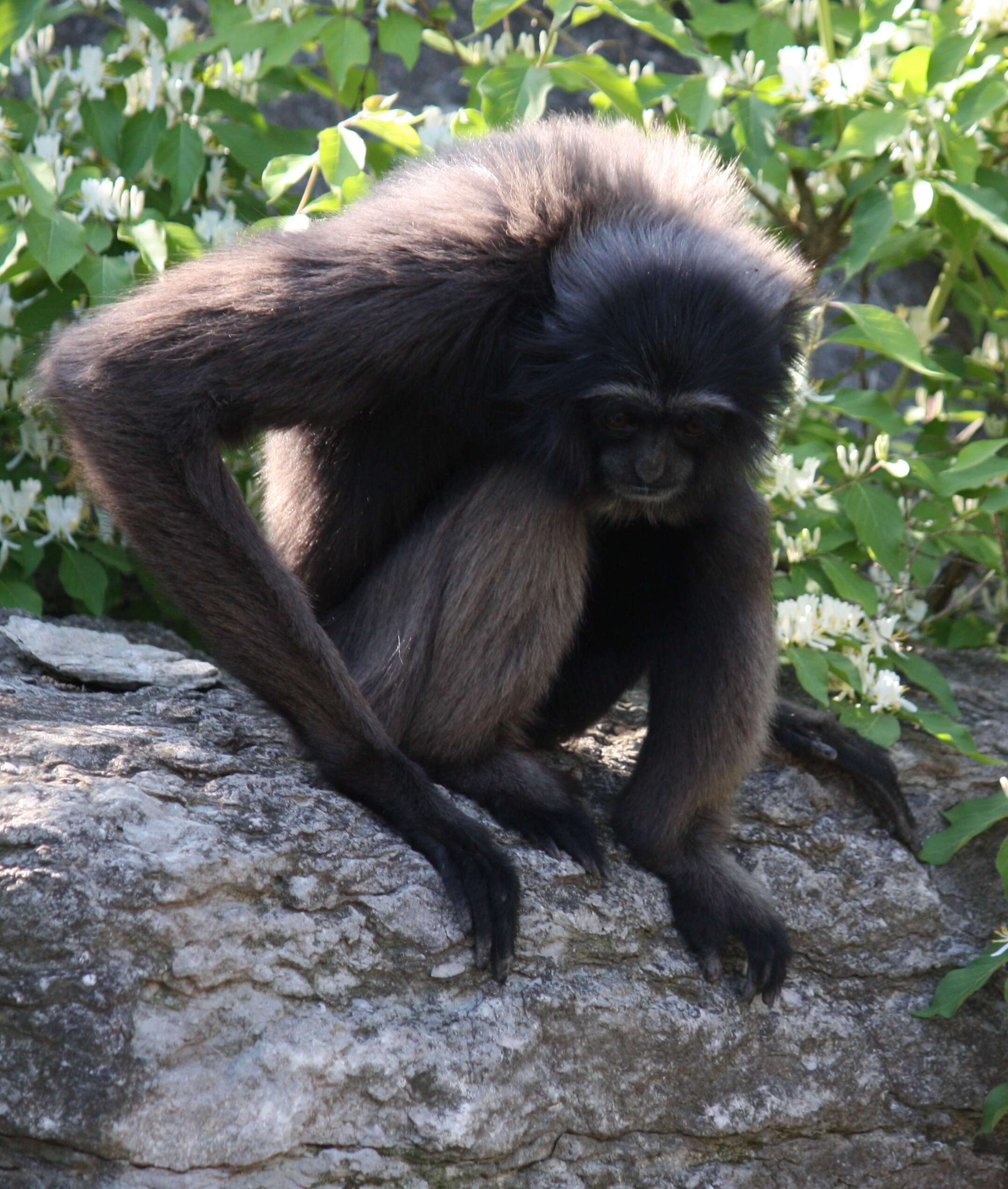 Image of Bornean Gibbon