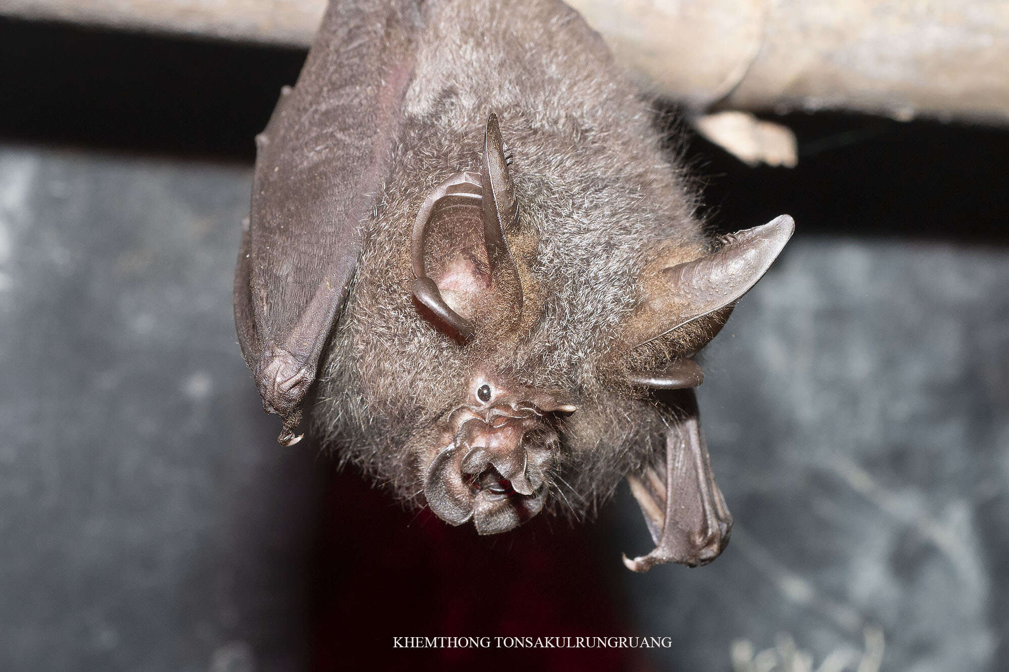 Image of Great Woolly Horsehoe Bat