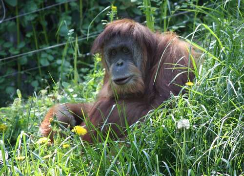 Image of Sumatran orangutan