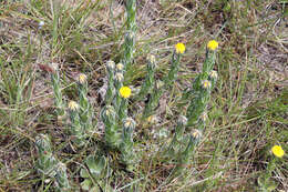 Image of Bright Yellow Everlasting