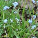 Image of Myosotis alpestris subsp. suaveolens (Waldst. & Kit. ex Willd.) A. Strid