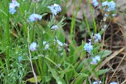 Imagem de Myosotis alpestris subsp. suaveolens (Waldst. & Kit. ex Willd.) A. Strid