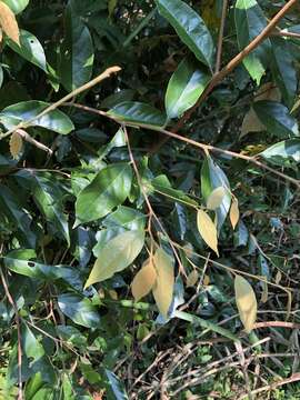 Image of Styrax suberifolius Hook. & Arn.